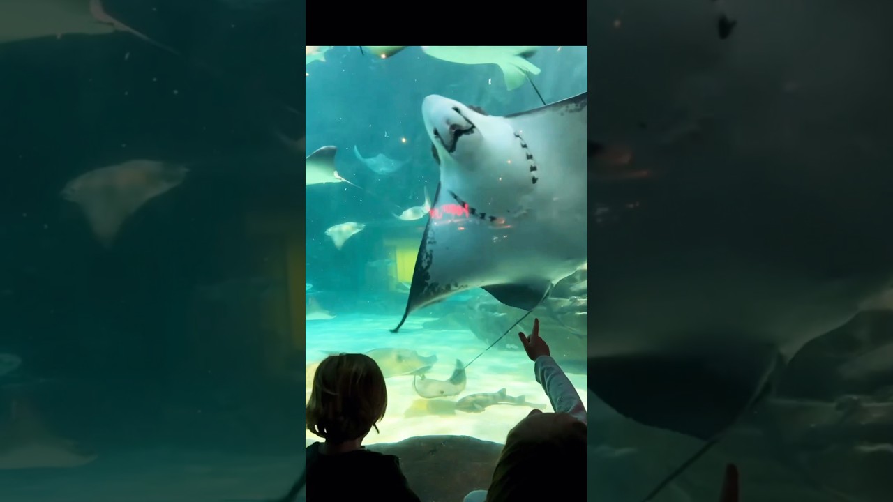 HAPPY Stingray Aquarium 😀😄😀