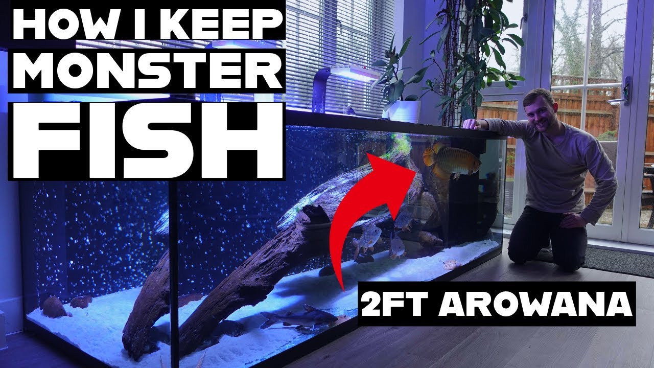 MY MONSTER FISH AQUARIUM | FEEDING, MAINTENANCE & MORE
