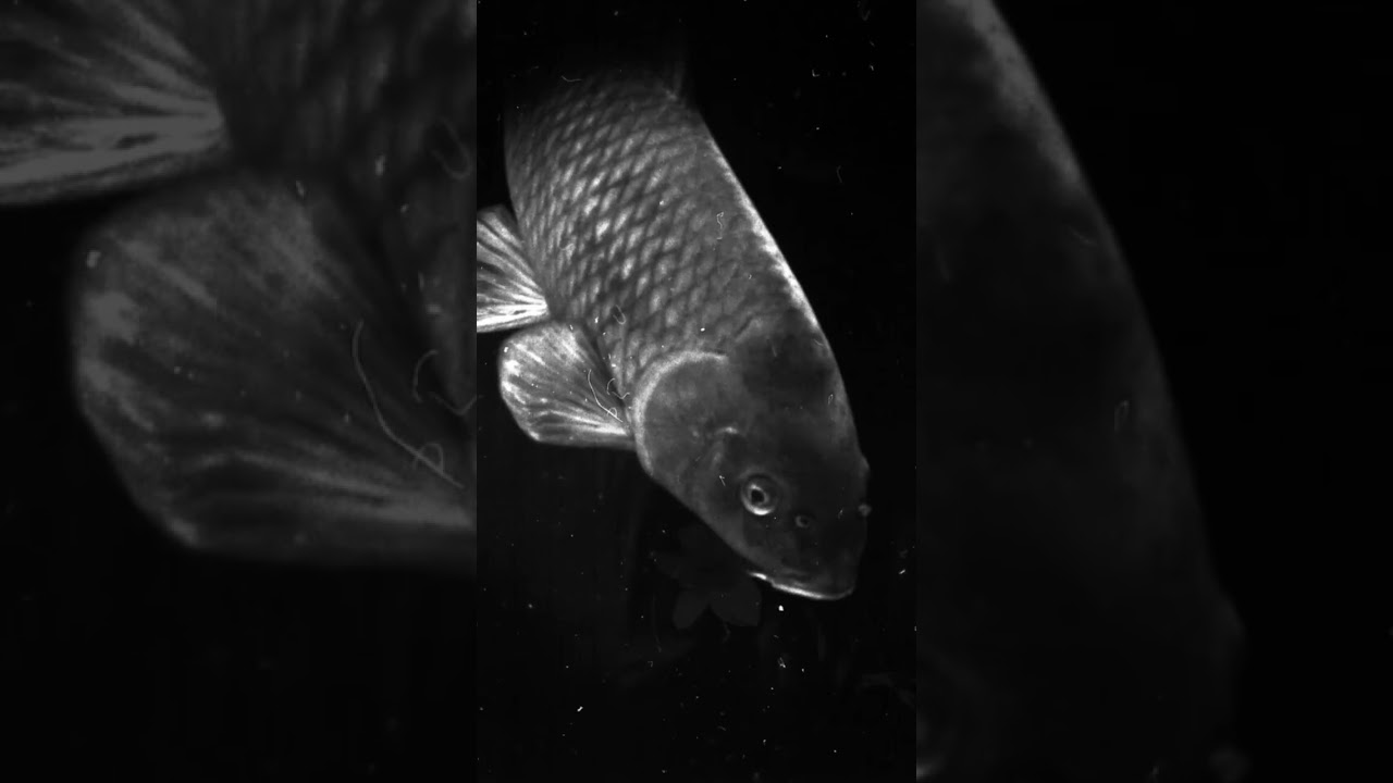NC Aquarium at Fort Fisher (Black and White Photography) Fish