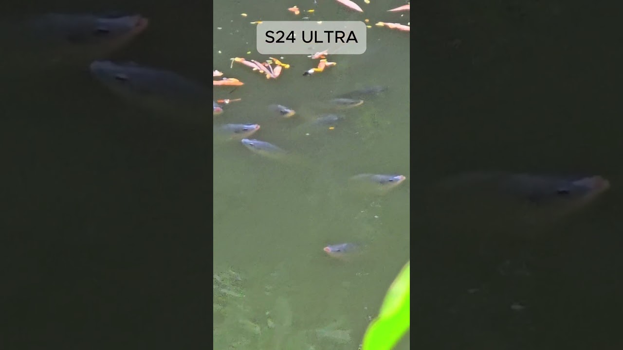S24 Ultra Zoom Test-38 #zoom #20xzoom #s24ultracamera  #photography #nature