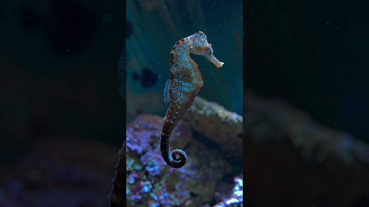 SEAHORSE – what a wonderful underwater creature #aquarium #relaxing #sea
