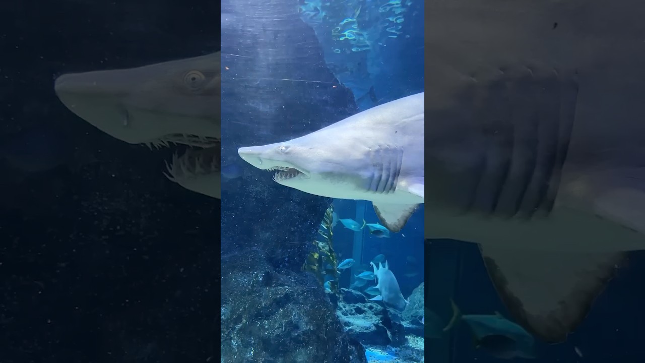 They say if you look into a shark’s eyes! it’s already too late. #shark #beach #fyp #shorts #foryou