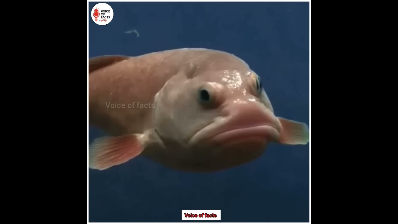 உலகத்திலேயே அசிங்கமான மீன்🐡🐠🐳_ugliest fish in the world_#shorts #tamilfacts