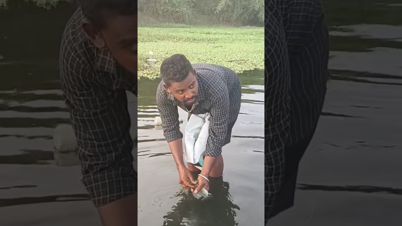 வலையில் சிக்கிய மீன் 😱😱#trending #fish #vairal