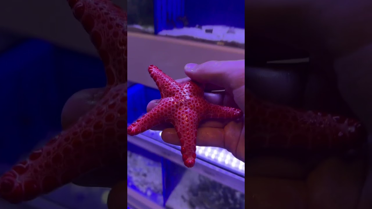 BEAUTIFUL STARFISH!!! 🤩 #shorts #starfish