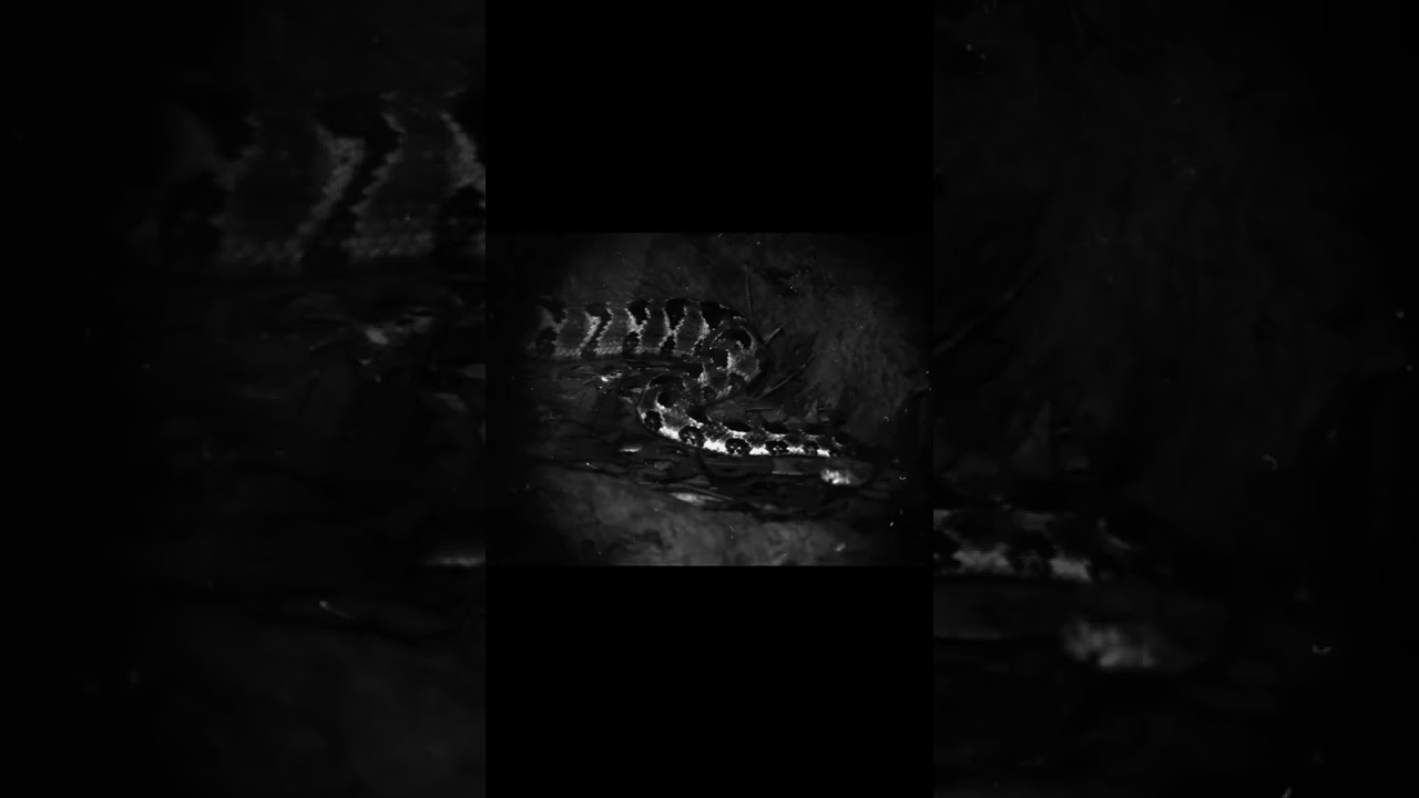 NC Aquarium at Fort Fisher (Black and White Photography) Snakes