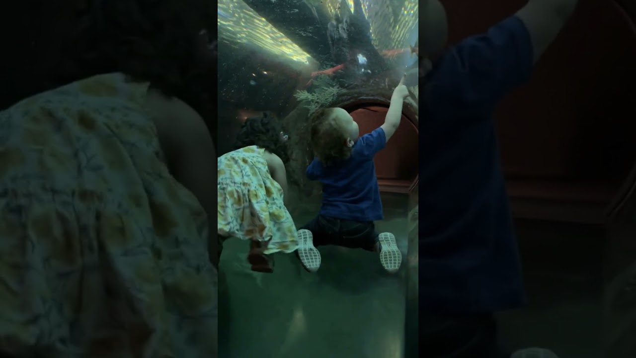Toddlers Roaming The Aquarium
