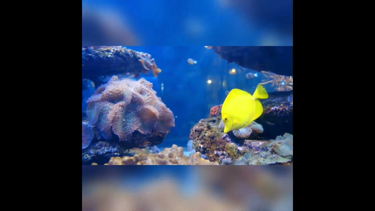 marine life ❤️ under ocean photography #likeforlikes #creative #trending #live #fish