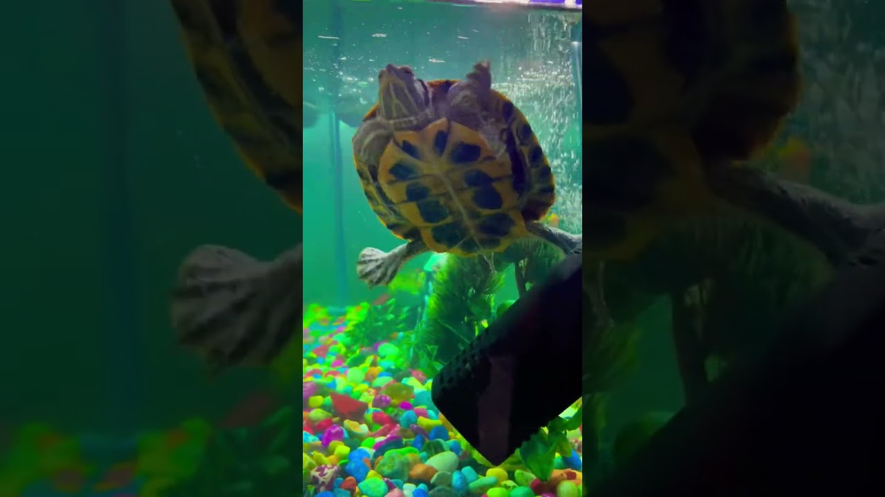 Aquarium || Turtle 🐢