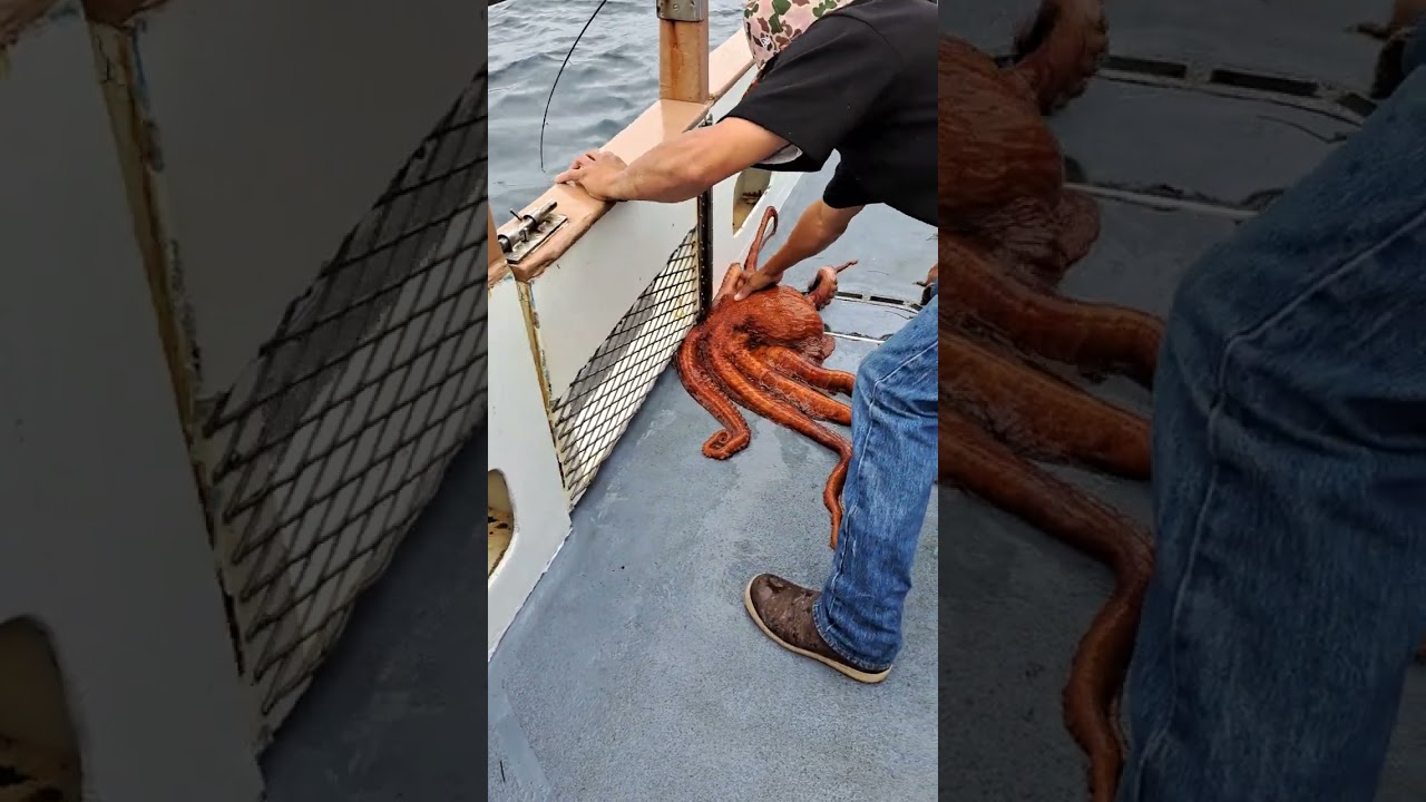 Giant Pacific Octopus!