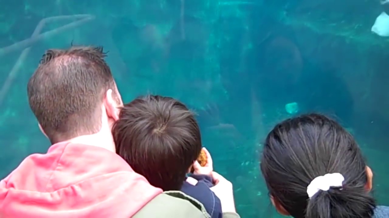 Kids at the Aquarium Funny Videos Compilation