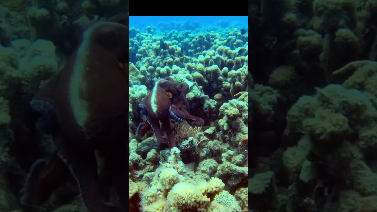 Underwater creatures #nature #trending #shorts #photography