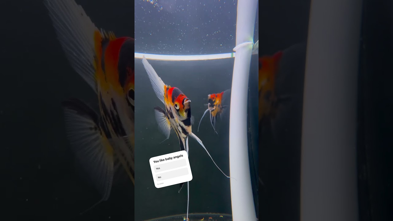 BABY ANGELS  #music #baby #aquarium #angel  #fry #fish #aquariumfish #cichlid #breeding #babies