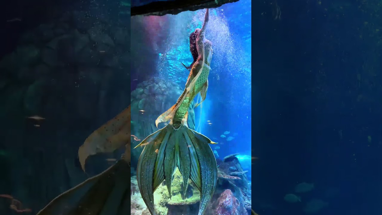 Chongqing Drone Show & Aquarium Fun – Family Adventure Day