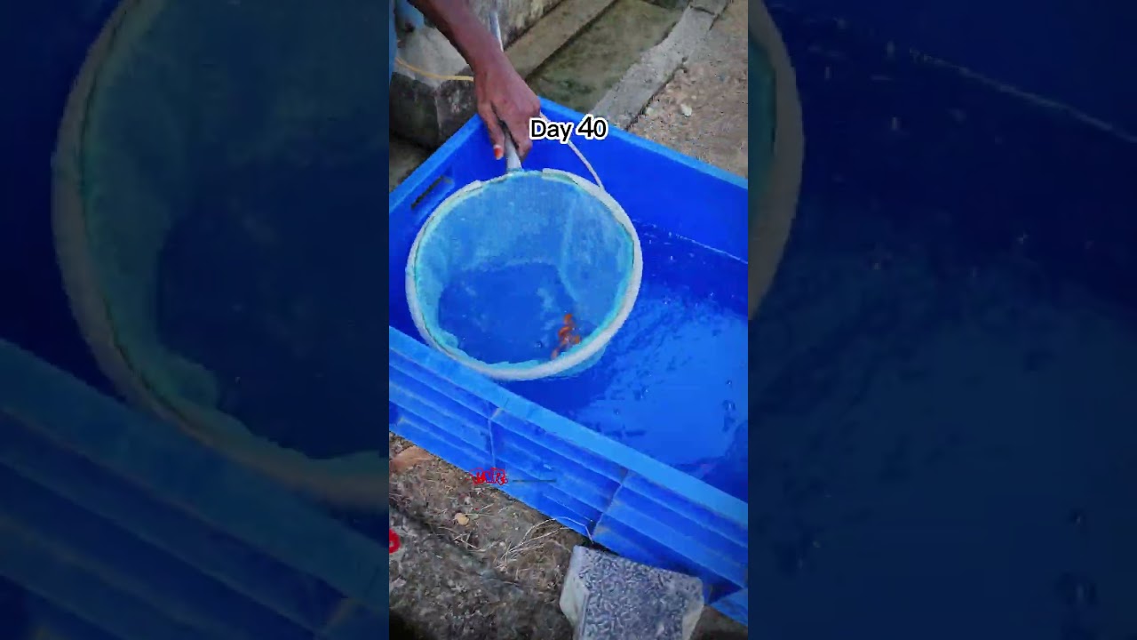 Japanese Tosai kois life span in 30 sec…..Visit www.pvrkoicentre.com to buy Japanese koi fish
