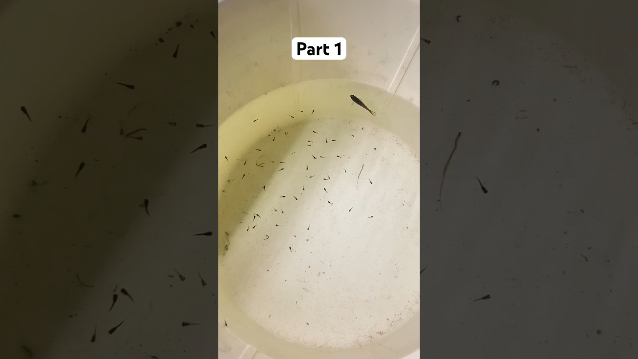 Loaded Guppy Gave Birth to 50!