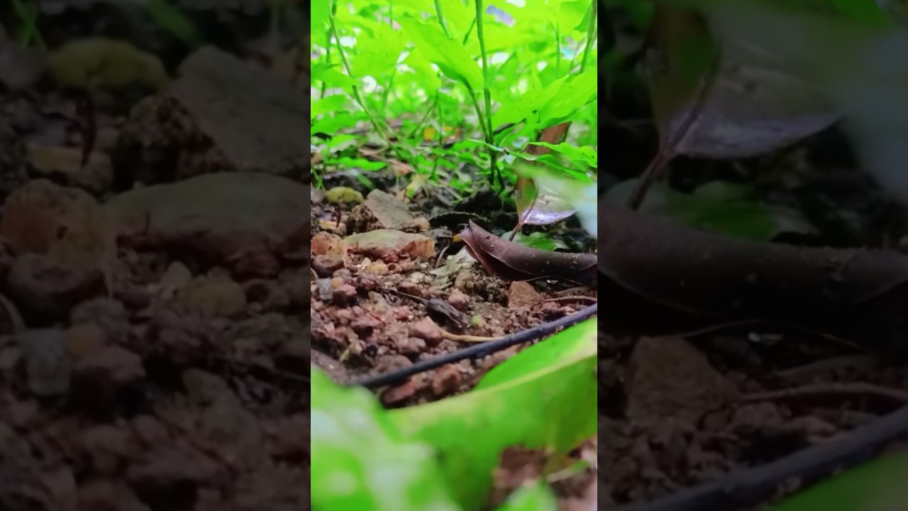 📸Portrait🎥 videography 📷in mobile📱👍 #aquarium #viral #shortvideos