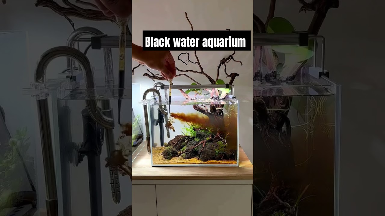 black water aquarium setup #aquarium #feeds