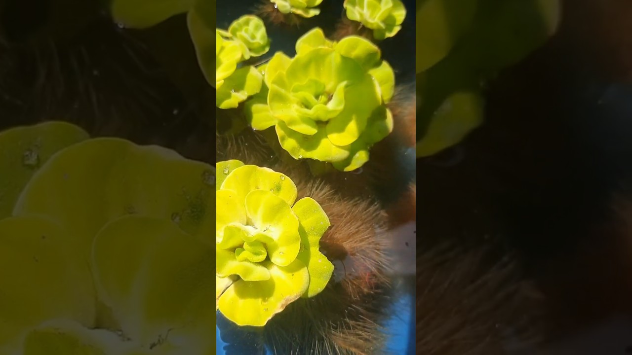 Beauty of Floating Water Lettuce #trending#shorts#short#youtubeshorts#viral#viralvide#ytshorts#reels