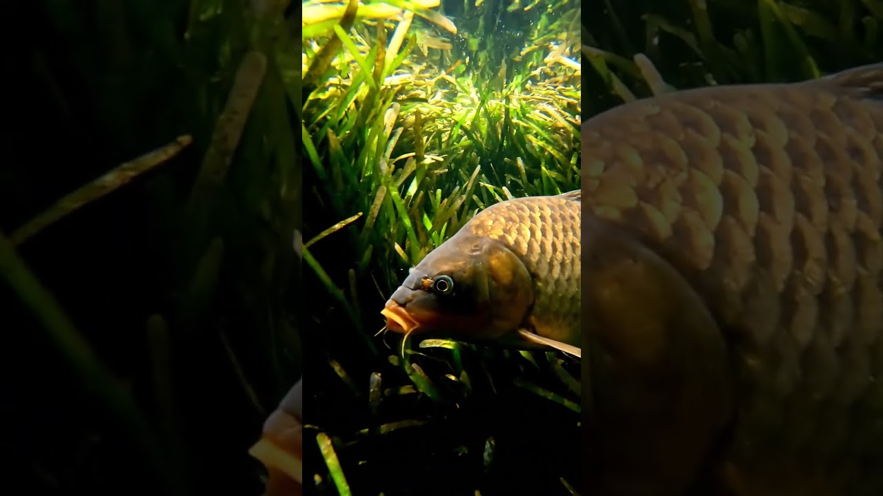 🎣 CRAZY Fish Bites BAIT! You WON'T Believe What Happened! 🤯🐟