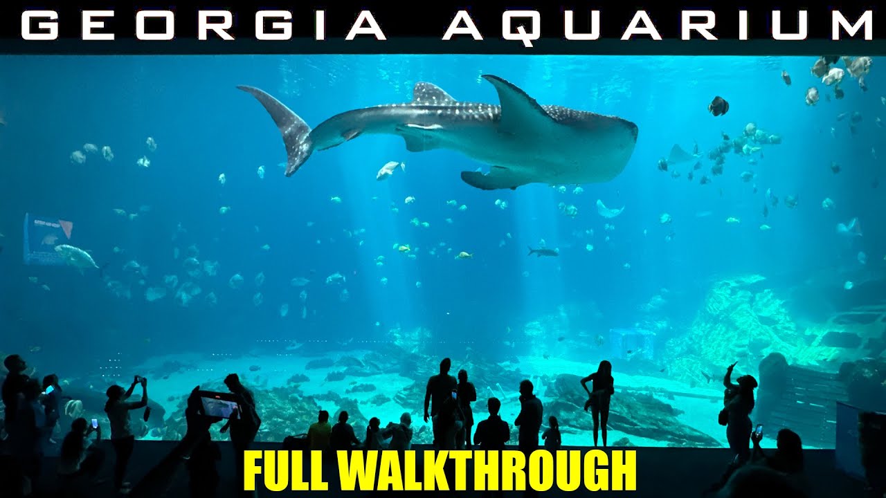 Georgia Aquarium – Walking Tour – Full Walkthrough 2024 – 4k –  Largest Aquarium in USA