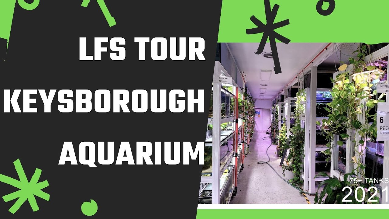 LFS Tour – Keysborough Aquarium