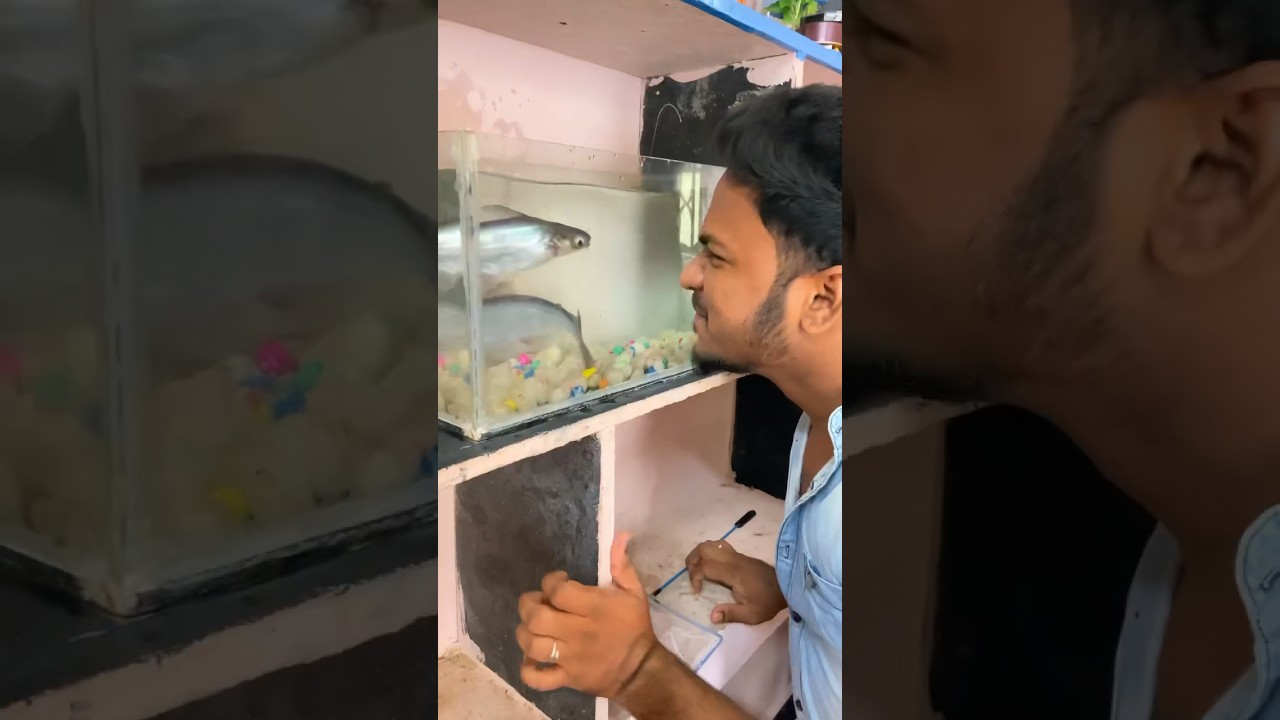 🤯My Big Shark Fish Tank🦈Clean Pannalam😇 #shorts #trending #fishtank #viral #aquarium