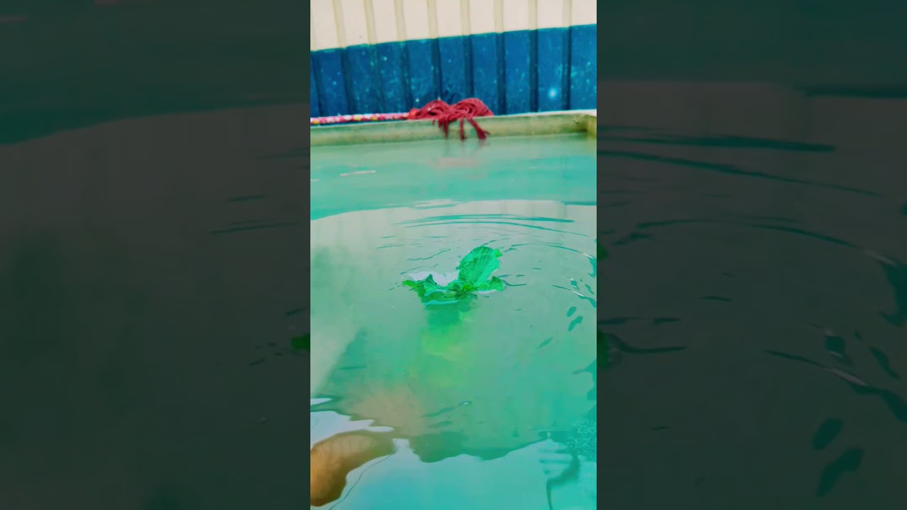 creative videography #videography #trending #nature #photography @yuvrajphotography-n1s