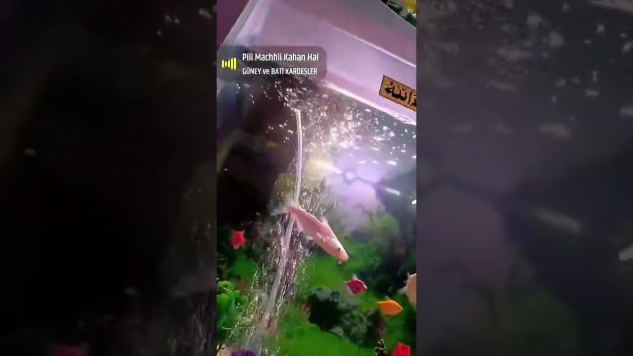 🦈fish aquarium 🐠 #fish#shorts #aquarium#machli#water#rhymes #kids#poem#education#trending#reels