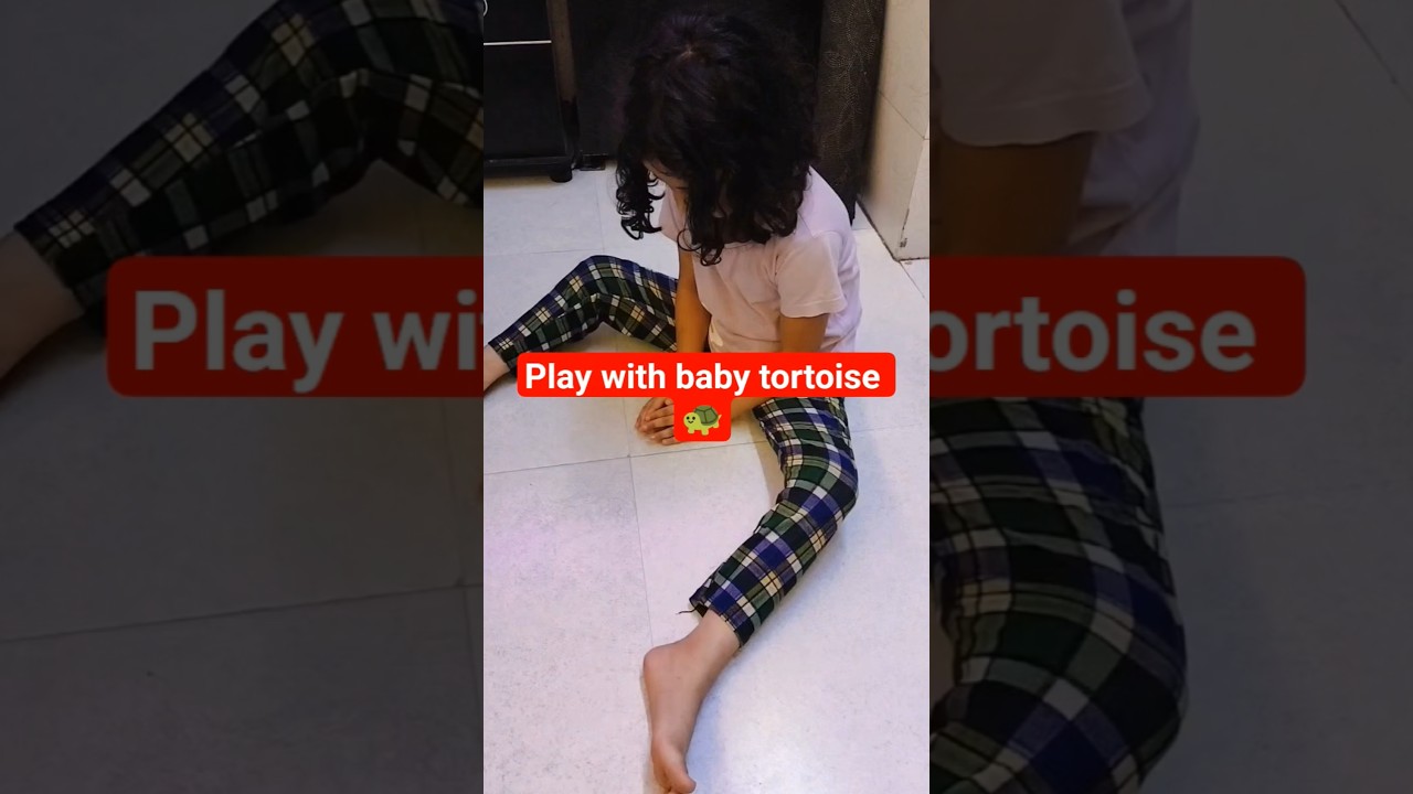 play with baby tortoise 🐢#baby turtle #baby tortoise #short #viral #explore #adorablevideo #pets