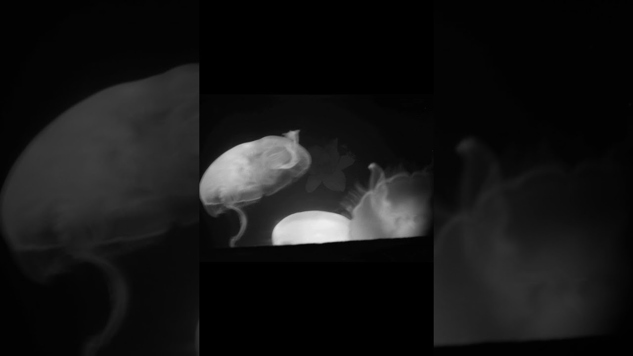 Atlantis Paradise Island-Jelly Fish Aquarium and Diver Suit (Black and White photography)