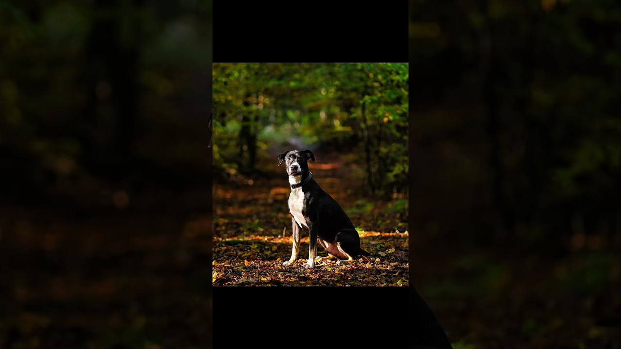 Autumn Dog Photography: Beautiful Portraits in the Woods.