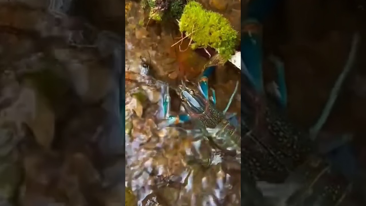 BIG Shrimp Hiding Under Tree Branch l #shorts #ytshorts #viral #trending #shortsfeed @mrfishus24