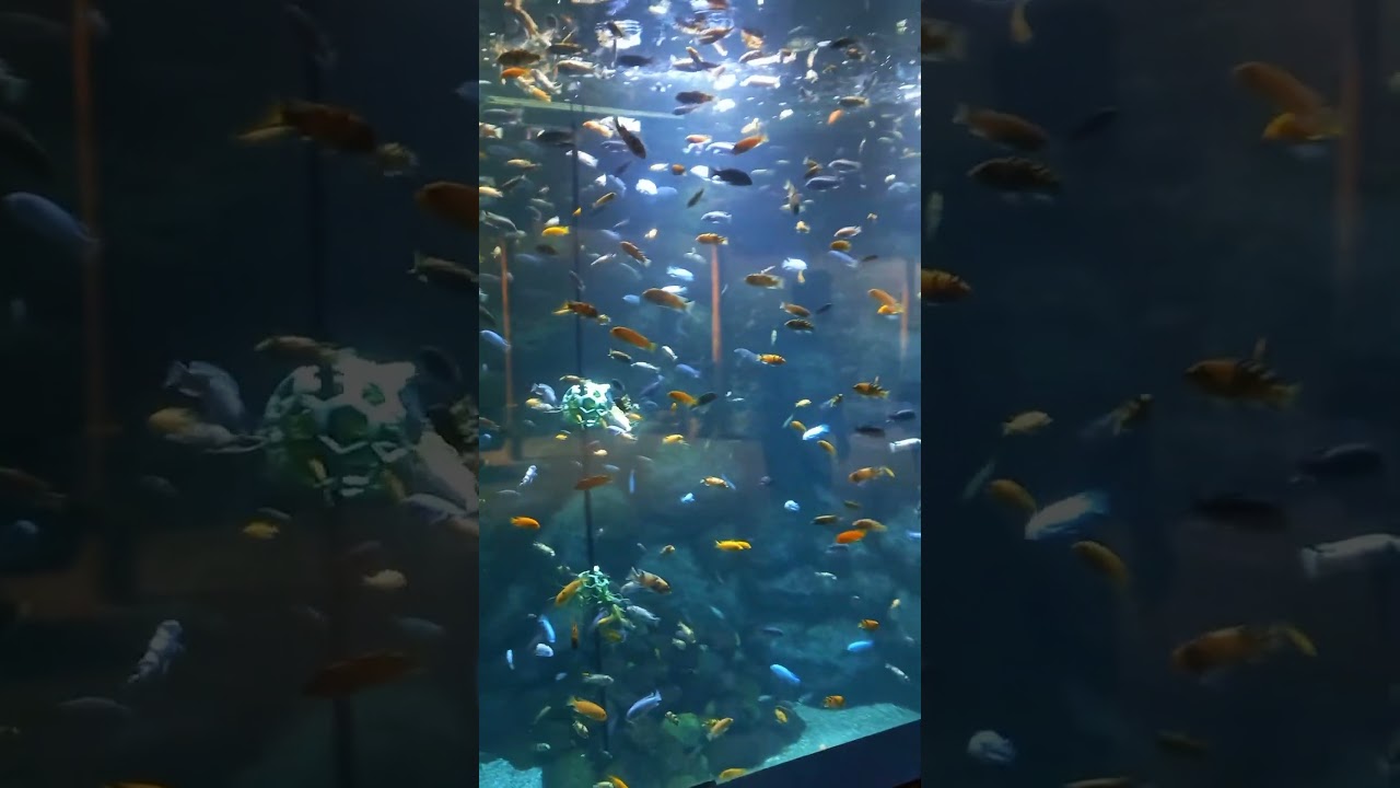 Chichlids Tanks at the Toronto Zoo