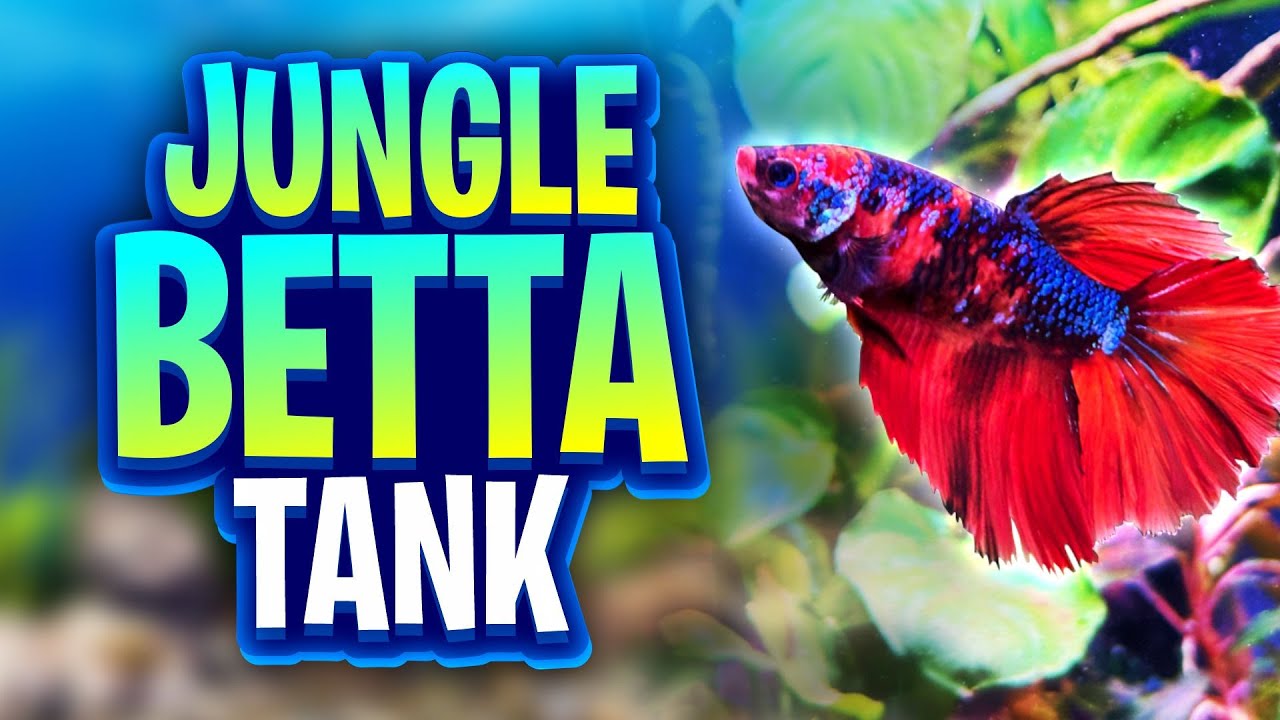 Easy Jungle-Style Betta Fish Tank Setup! A Beginner-Friendly Planted Aquarium To Keep A Betta Happy!