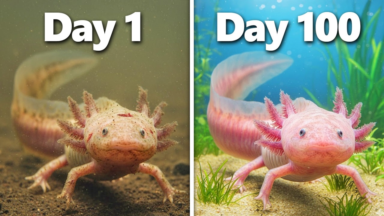 I Saved an Abandoned Axolotl…