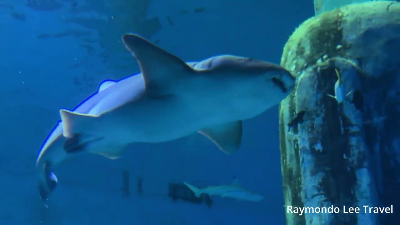 SEA LIFE London Aquarium Tour 2025 | Family Day Out in the Capital