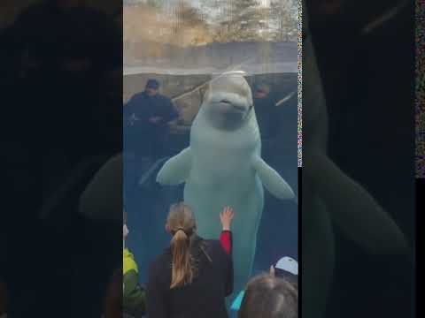 Beluga Whale – Funny Aquarium Videos | When Zoo Animal Attack Humans (with water)
