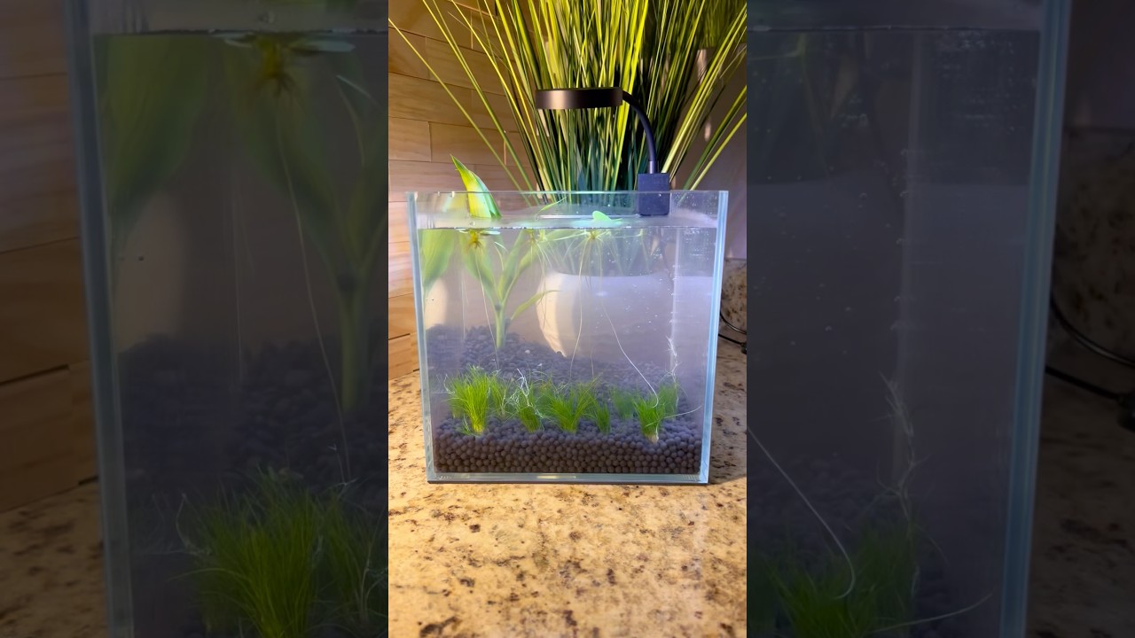 Nano aquarium setup for the new baby betta fish to grow in! 🐠 #bettafish #fish #aquarium #fishtank