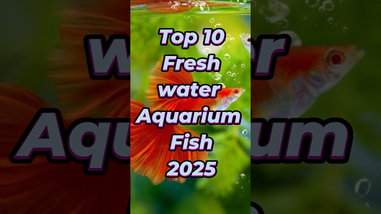 Top 10 Freshwater Aquarium Fish 2025 🐟🌊 | Best Beginner & Expert Picks! #shorts #aquariumfish