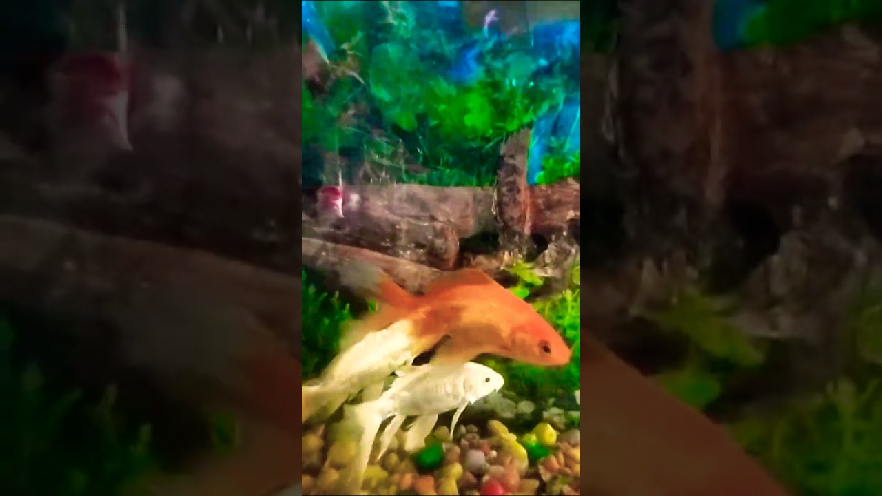nature of beauty #youtubeshorts #short #shorts #fish