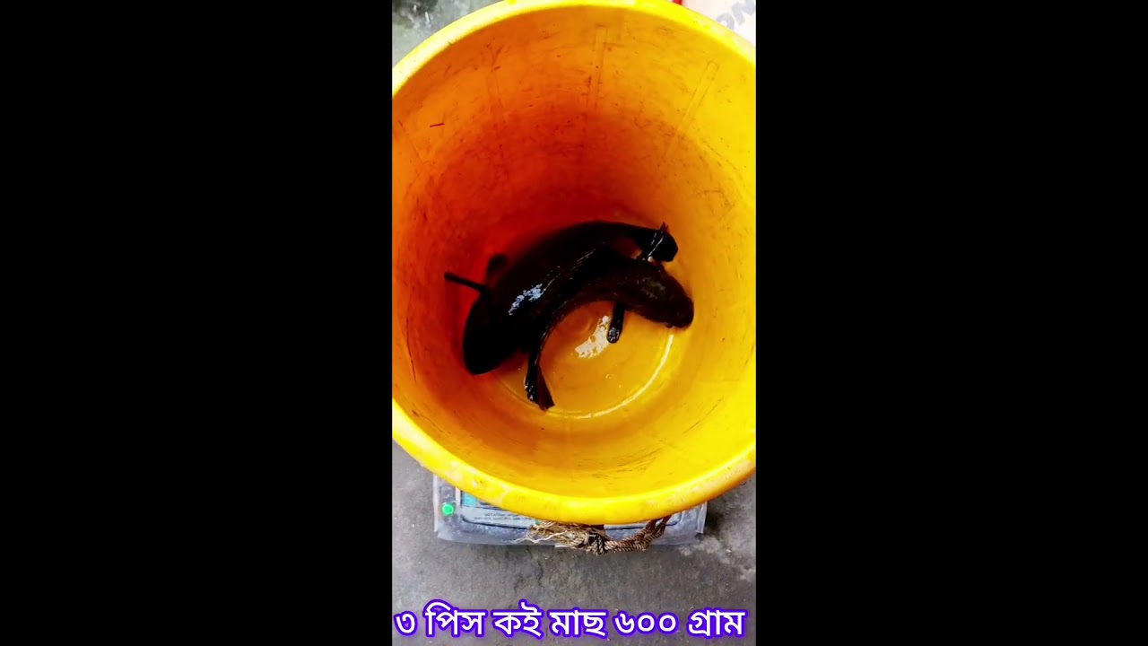 বড় কই মাছBIGkoi,https://youtube.com/@maanachindaorganicbioflocf712?si=nimTIF3dKIGsw1EI#viral#shorts