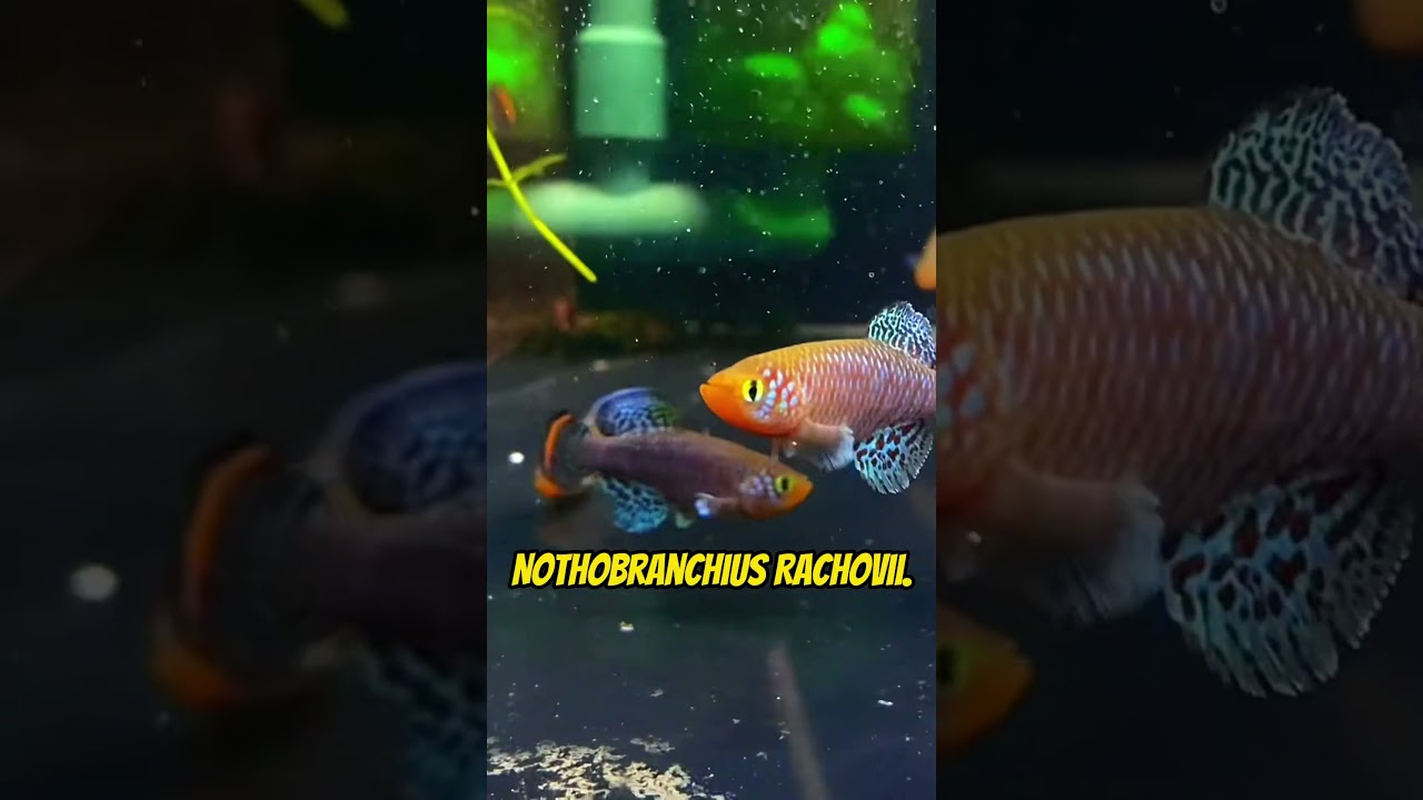 5 Beautiful Killifish for Your Aquarium