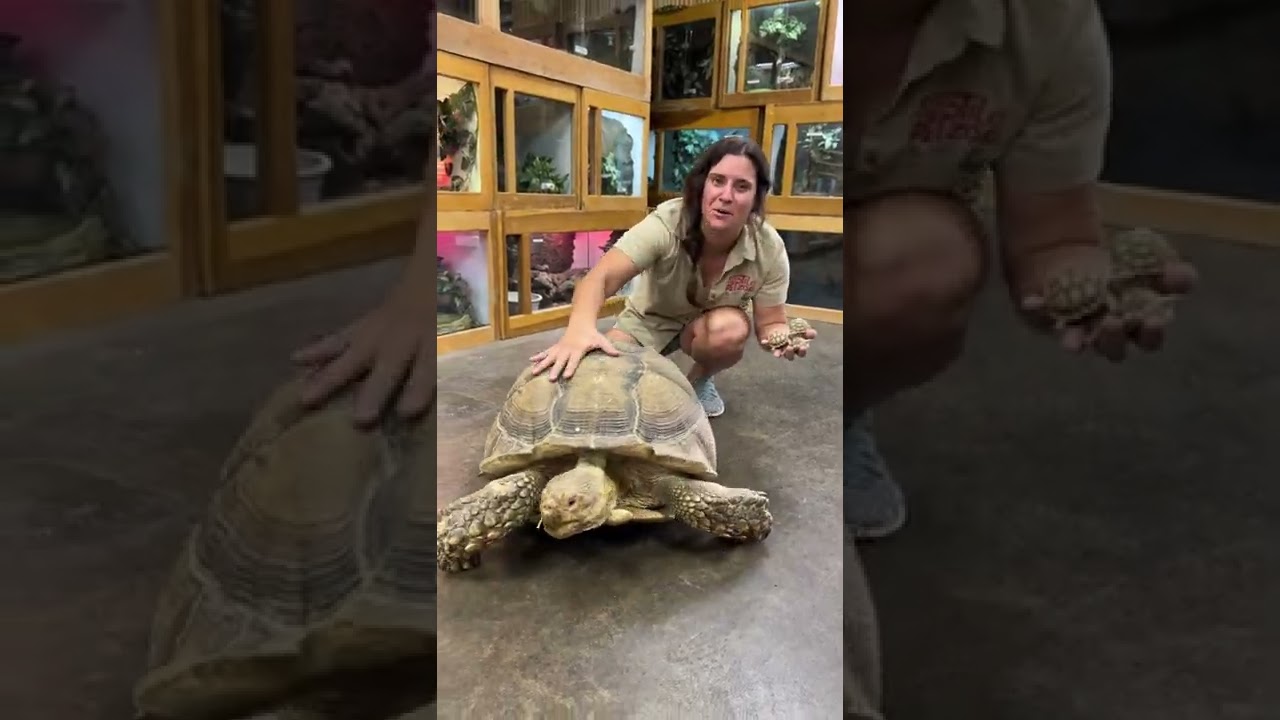 BIg vs Small Sulcata Tortoise! 😱