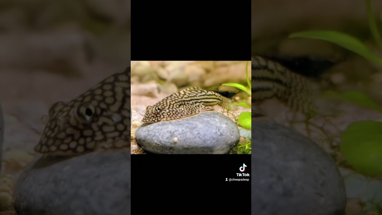 Hillstream dream #hillstreamloach #fish # aquarium #photography
