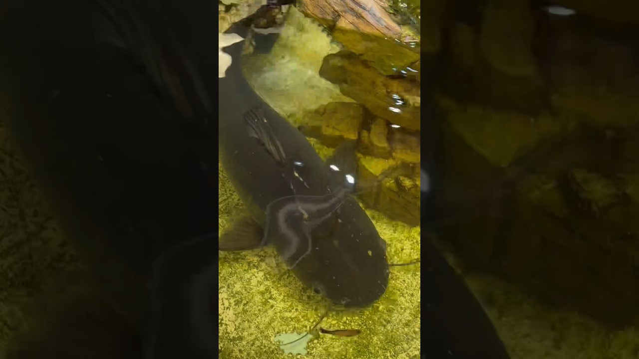 I Saved a Monster Fish! #rescue #fish #animals #aquarium #bassfishingproductions #pond #fishtank