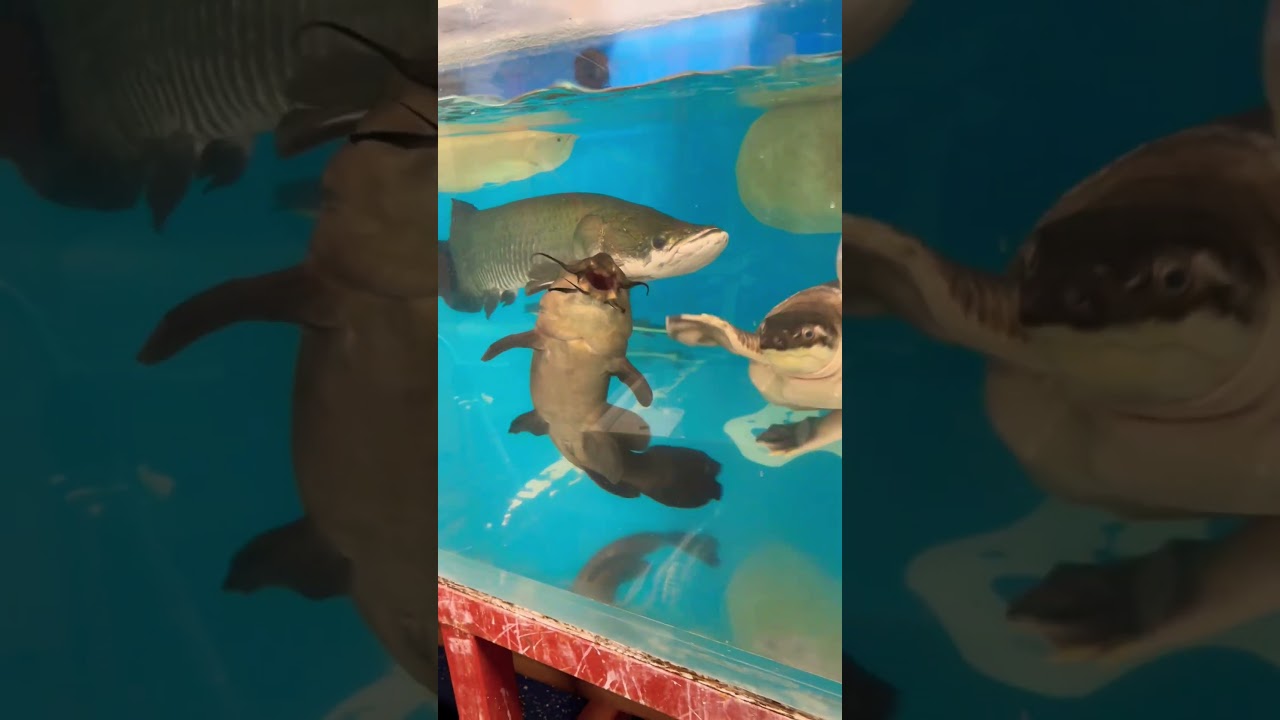 MONSTER Fishtank – My Giant Arapaima, Turtle, Catfish, Arowana and MORE