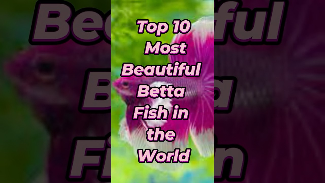 Top 10 Most Beautiful Betta Fish in the World 🐠✨Aquarium Eye Candy! #shorts #bettafish #fishlovers