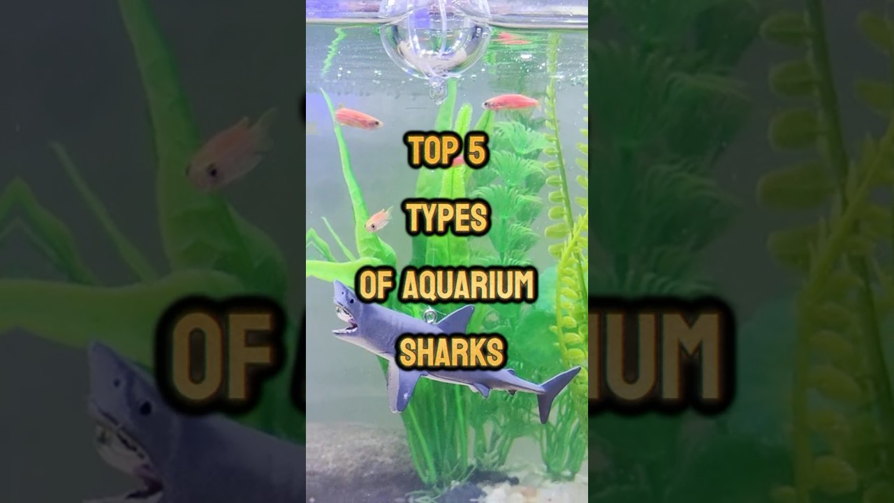 Top 5 Types of Aquarium Sharks 🦈 | Best Mini Sharks for Fish Tanks #shorts #aquarium #fishfacts