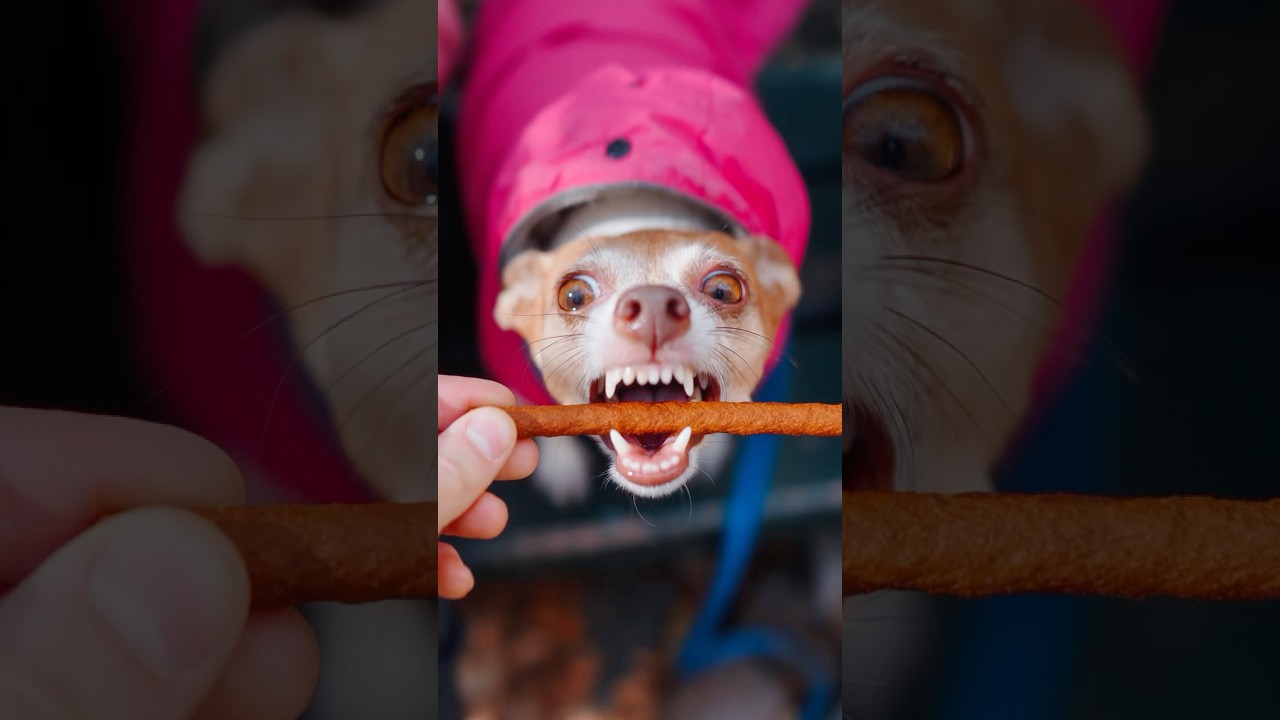 Wait for the last photo 😂 #dogphotography #dogfriendly #funnydogs #streetportraits